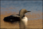 LOONS AND GREBES